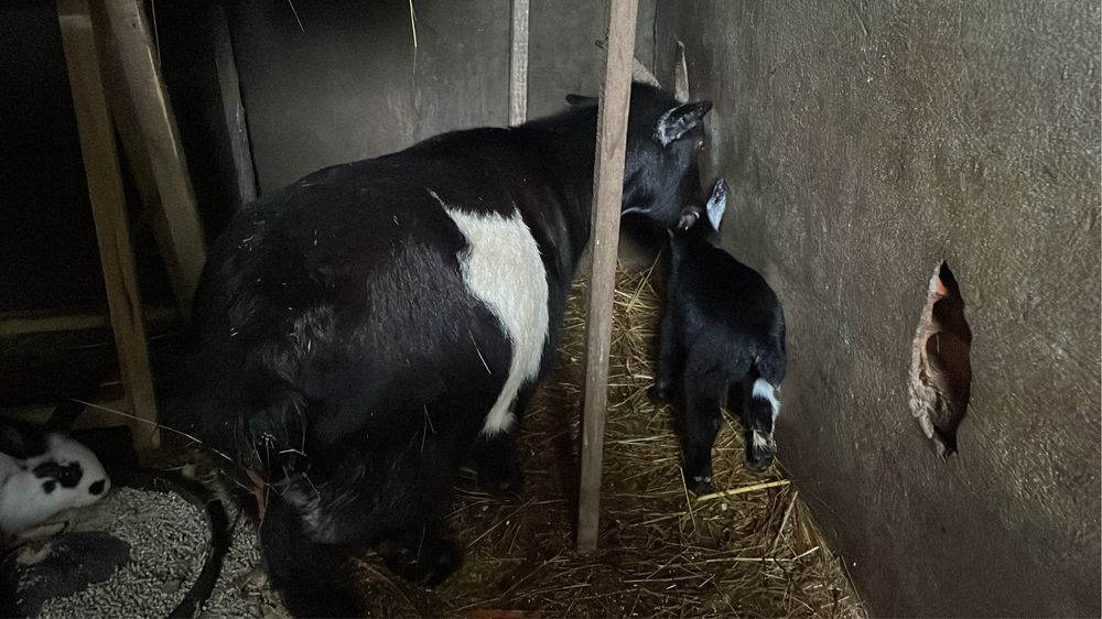Vou ter para venda 4 casais cada casal 120 boa ninhada