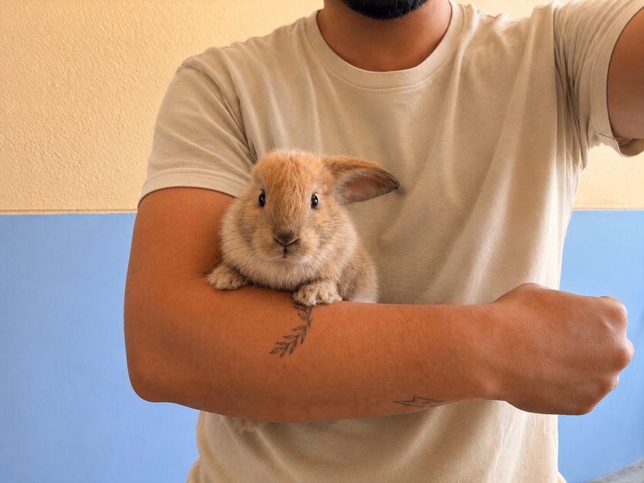 Coelhos Mini Lop
