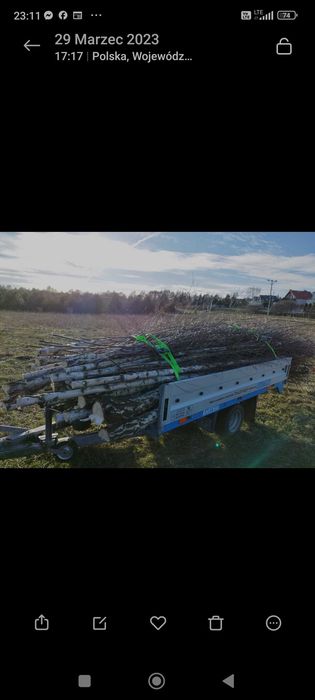 Tyczki dráżki  brzozowe brzoza dekoracja tipi patyki drewno leszczyna