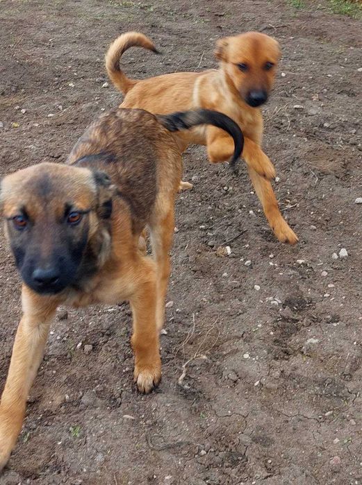 Девочки в добрые руки