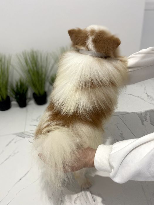 Померанські шпіци  чарівні крихітки чекають на вас