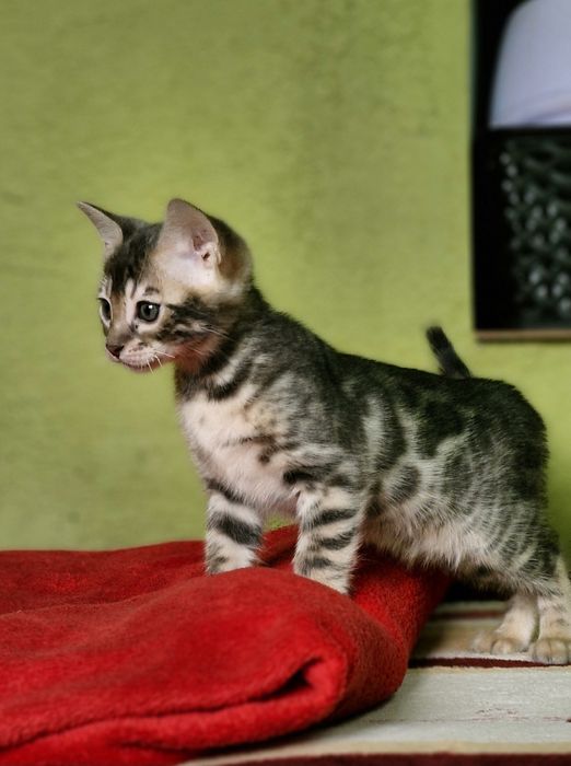 Бенгальская кошка