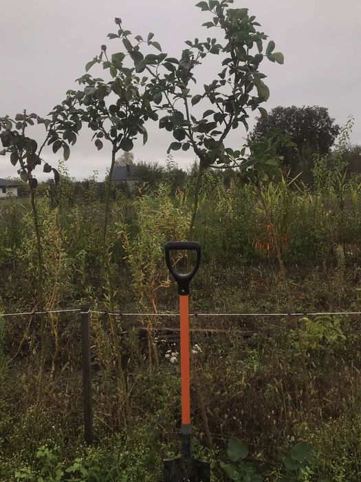 Саджанці плодових та декоративних дерев кущі ягід та штамбові рослини