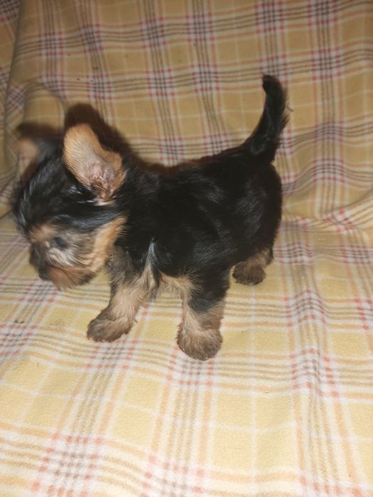 Yorkshire terrier miniatura