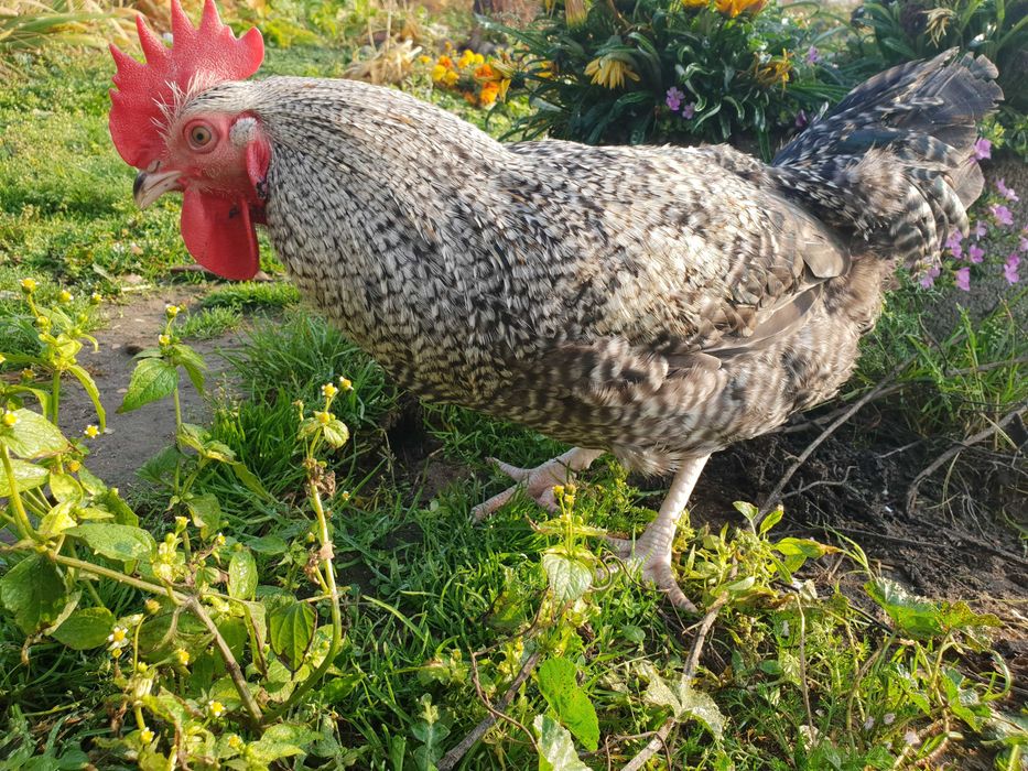 Kogut odchowany dostawa na miejsce Gratis