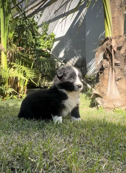 Cachorro border collie disponivel