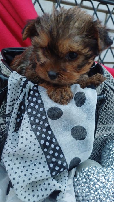 Міні дівчинка -йоркширський тер'єр.
