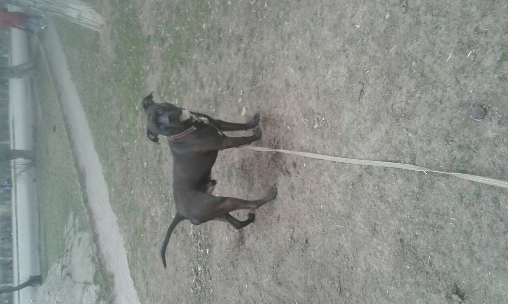 Безкоштовно