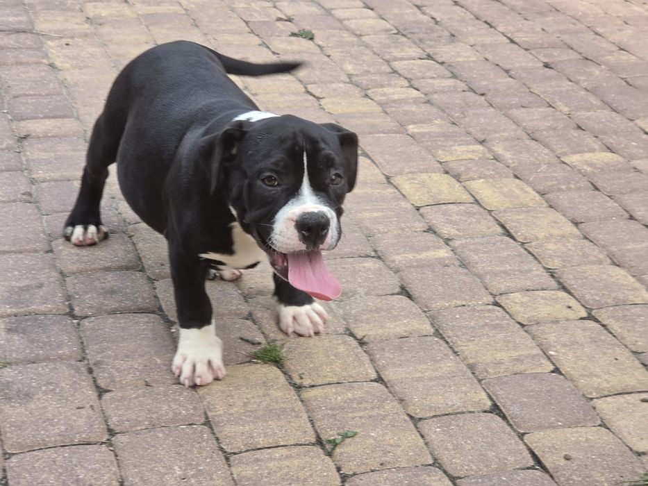 Piesek american bully  z metryką