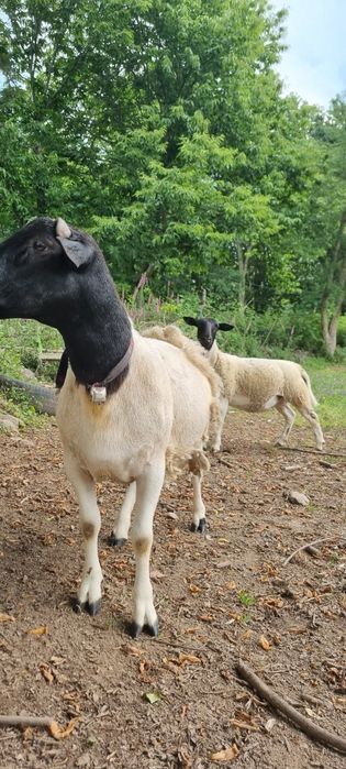 Borrego x Dorper