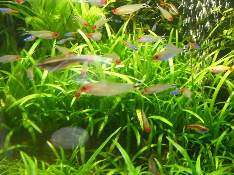 GB Rodostomus, Zwinnik Blehera | Pakiet 1 - 19 szt.