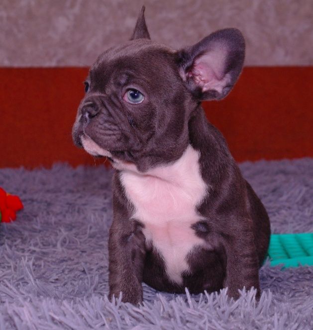 Щенки французского бульдога ждут Вас