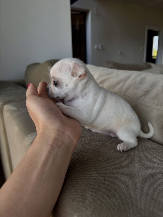 Chihuahua suczka