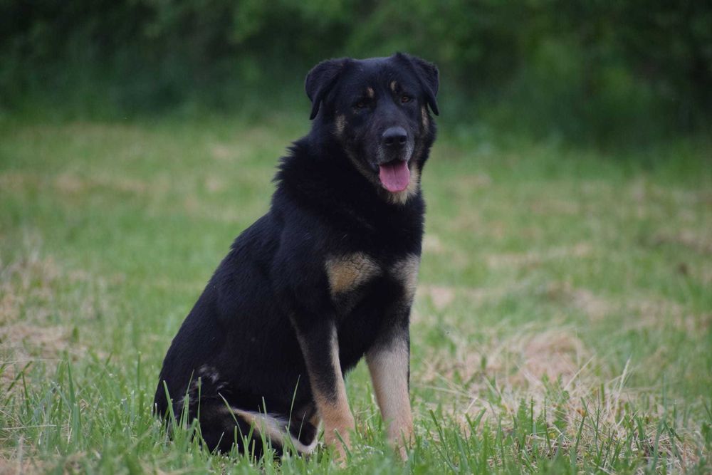 Horus duży miś do adopcji, pilne!