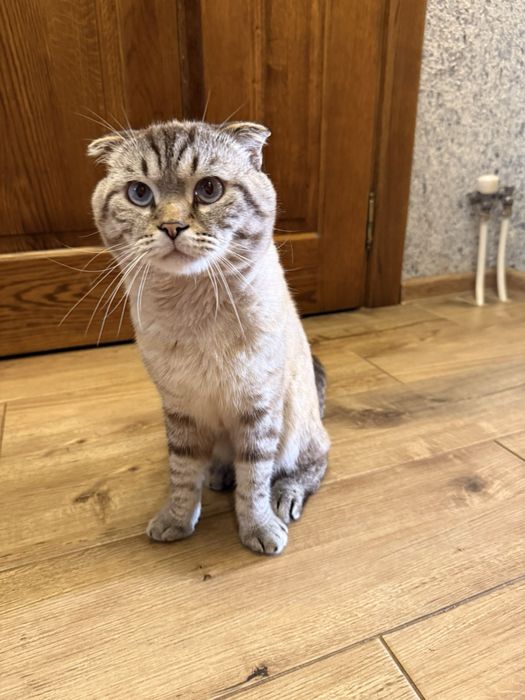 Продам шотландця кота білого висловухого