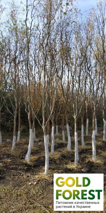 Саженцы нектарин береза и другие