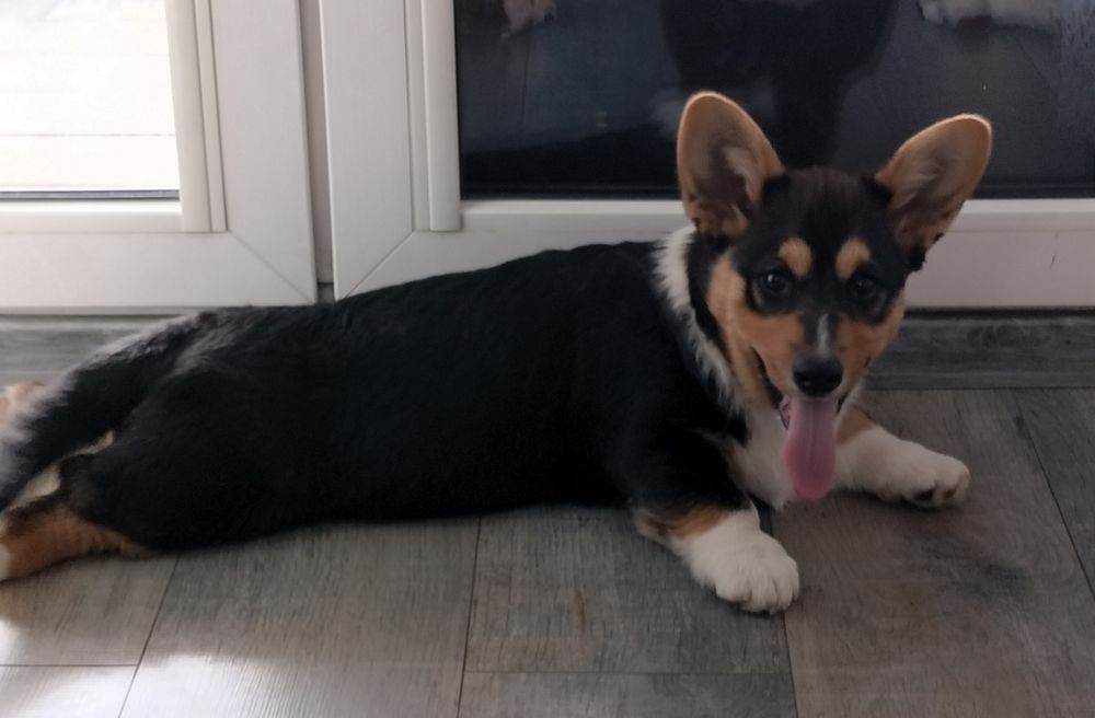 Welsh Corgi Cardigan FCI