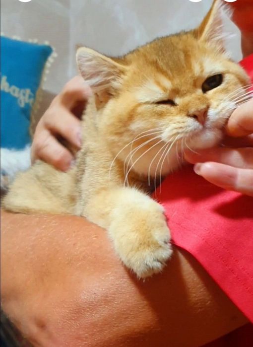 Золотий шотландський плюшевий шиншила