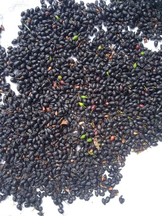 Sementes de Lauros