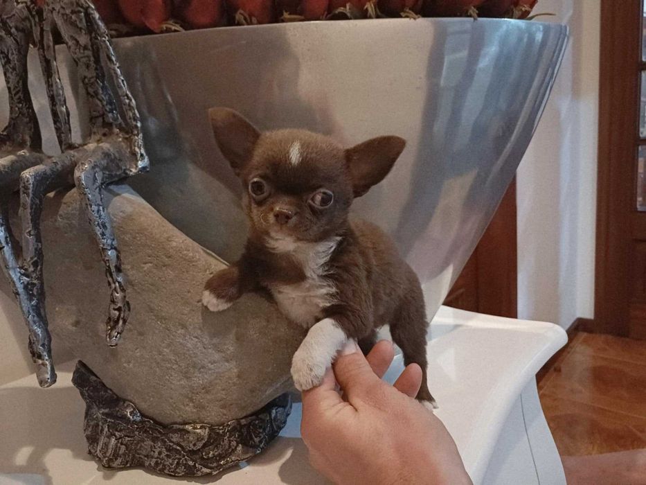 Chihuahua  HIperminiatura FEMEA CHOCOLATE E BRANCA  COM LOP E AFIXO