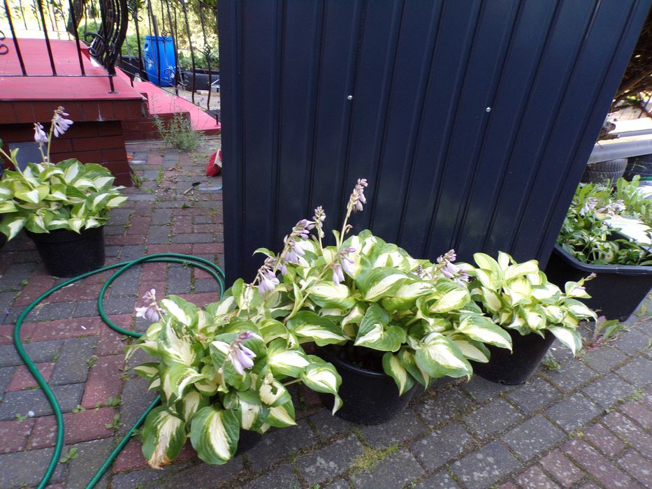 Hosta, szybko rosnąca, duża mocna sadzonka