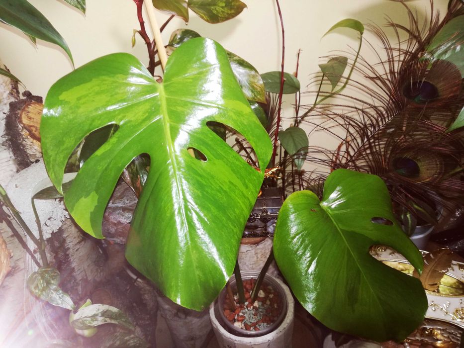 Monstera Green on Green Variegata GoG Large F philodendron filodendron