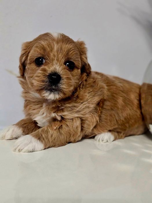 Mini maltipoo piekny chłopiec mała domowa hodowla wspólpracujaca z behawiorystą