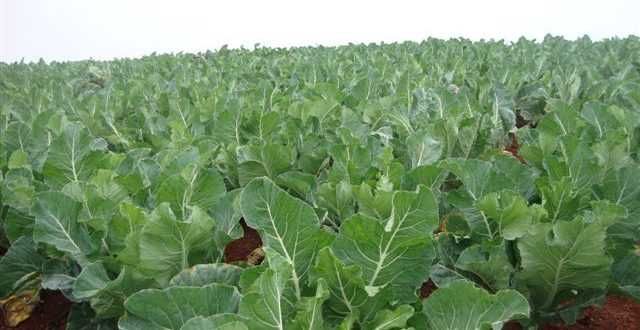 COUVE RIPADA PARA CALDO VERDE