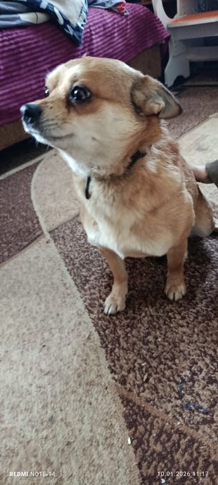 Продам щенков чихуахуа привиты документы в порядке  цена 5000 гр.