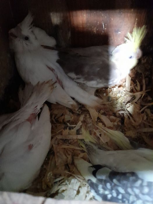Caturras bebés para criar a mao