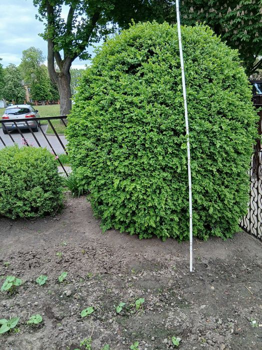Bukszpan  wysokość  1,7m  średnica 1,6m