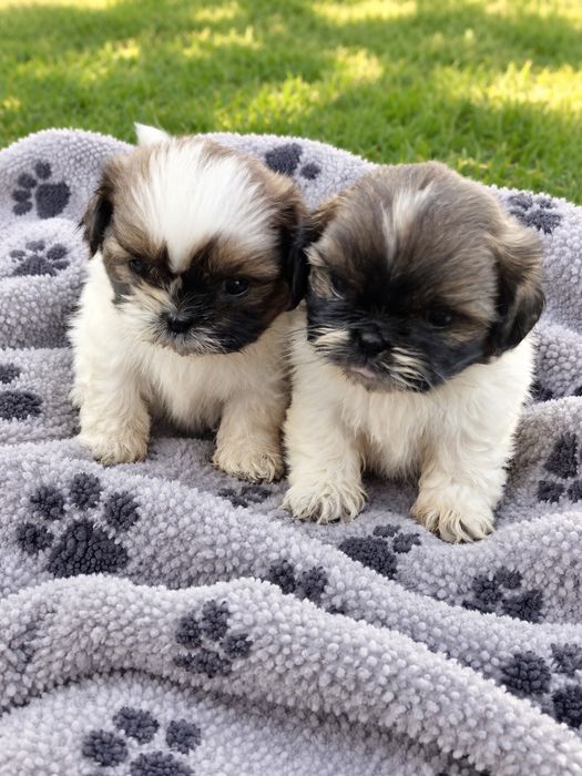 Piesek rasy shih tzu Dębica • OLX.pl