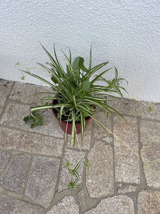 planta-aranha ou clorófito