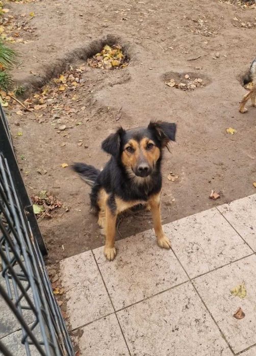 Kochana Sara do adopcji.