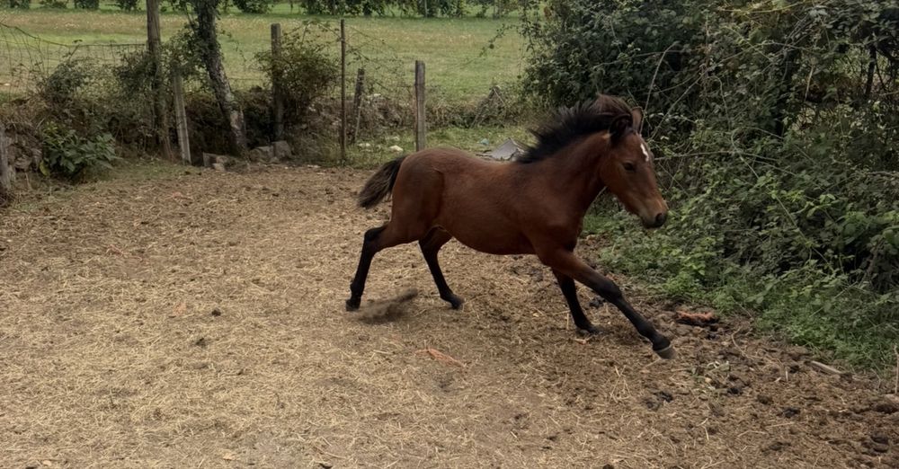 Vendo poldro macho