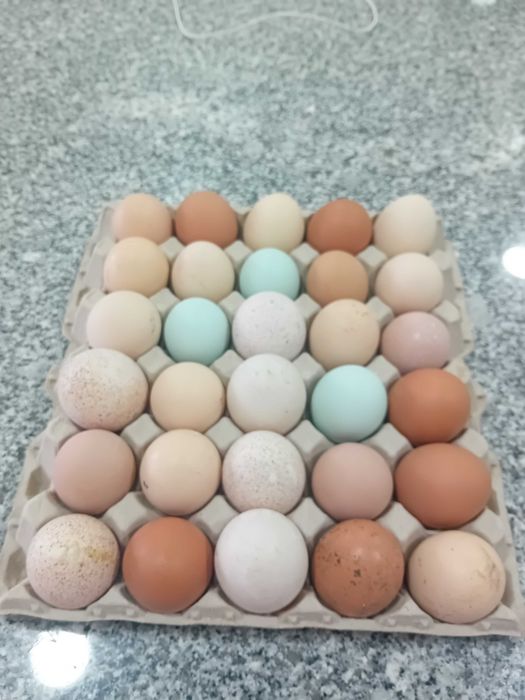 Ovos caseiros de galinha, pata e perua