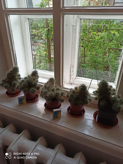 Розпродаж кімнатних кактусів.