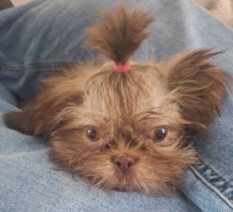 Mini dziewczynka Shih tzu Gabisia/ domowa hodowla