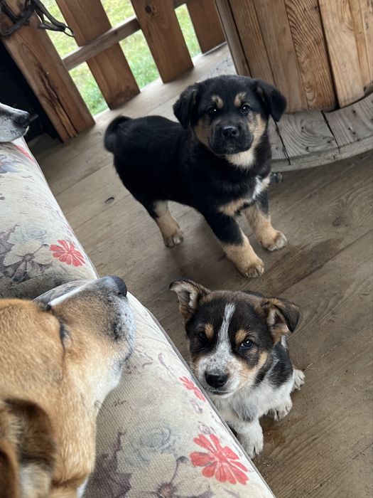 Oddam pieski za darmo szczeniaki