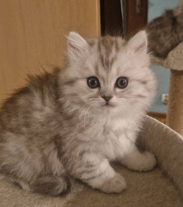 Piękny kocurek brytyjski długowłosy srebrny rodowód