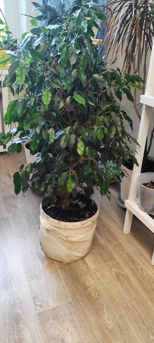 Фикус Бенджамина