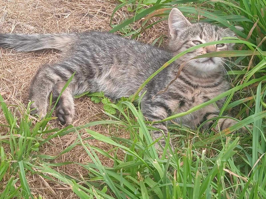 Грайливі кошенята шукають дім