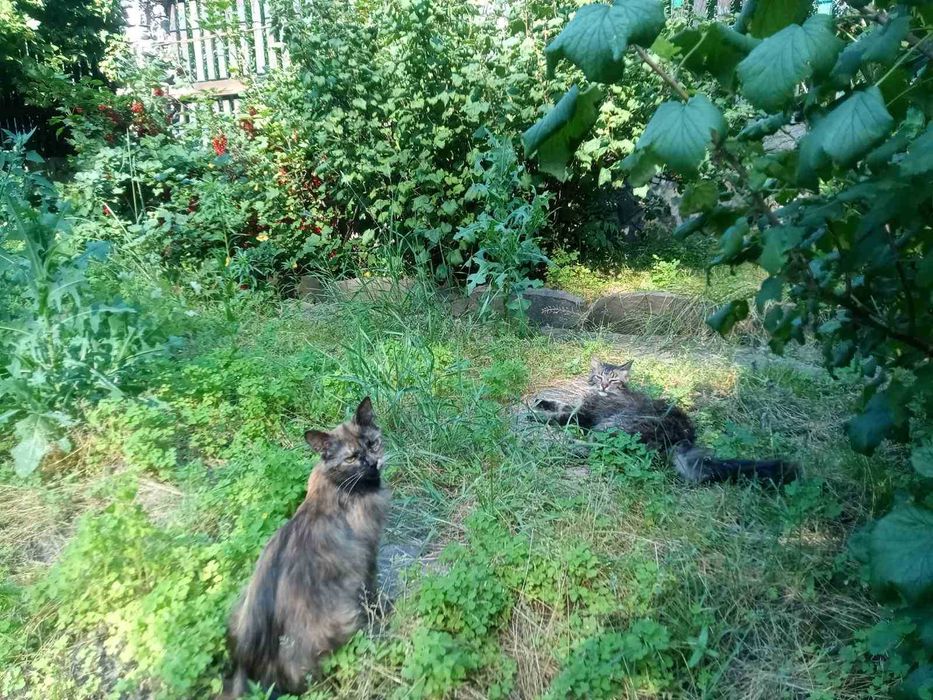 Віддам в добрі руки котиків