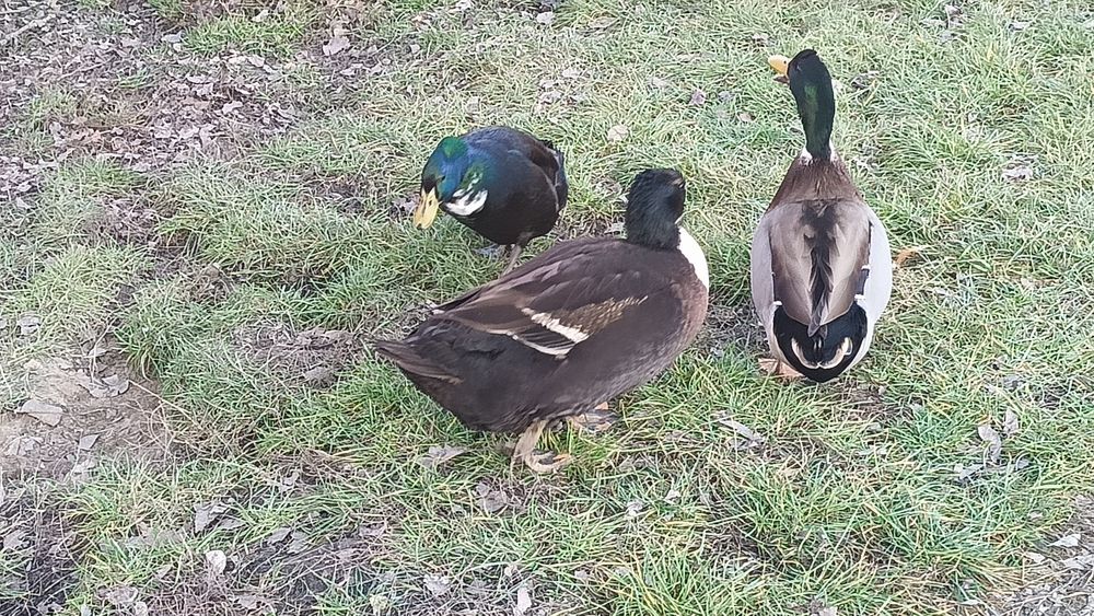 kaczki krzyżówki kajugi mieszane