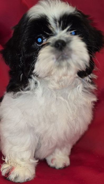 Shih Tzu suczka czarno -biała
