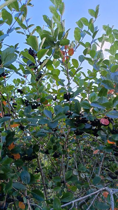 Aronia ekologiczna świeżo zbierana!