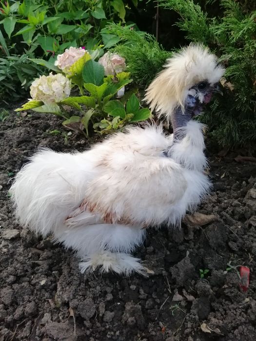 Китайские шелковые куры инкубационное яйцо