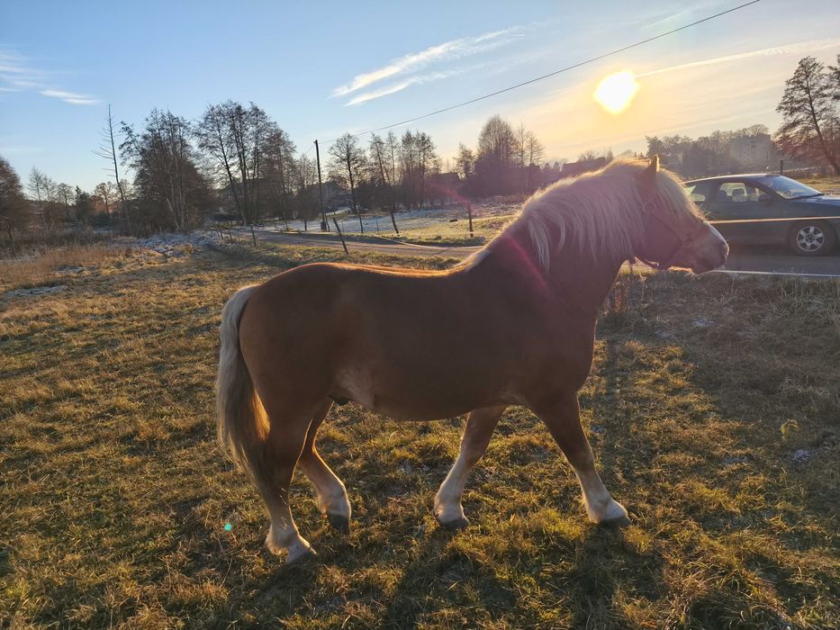 Ogier haflinger na sprzedaż z licencją