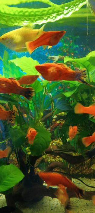 Sprzedam mieczyki samce.