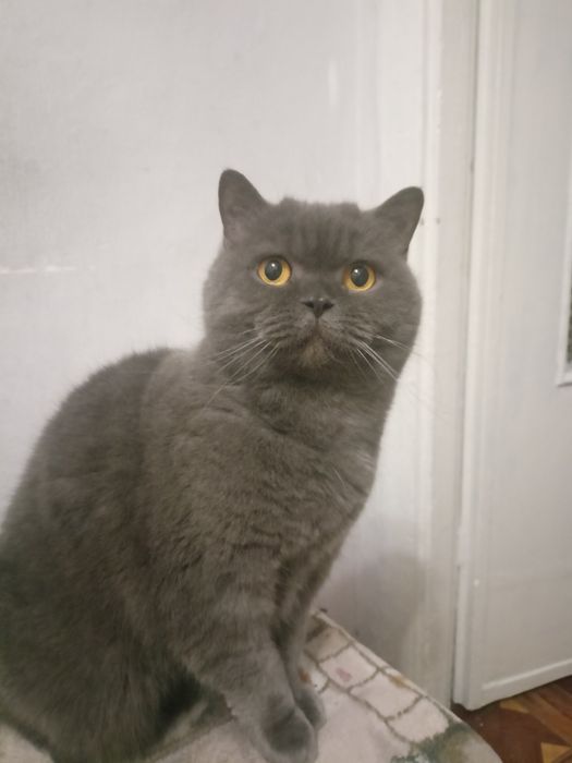 Кішка шотландська прямоуха